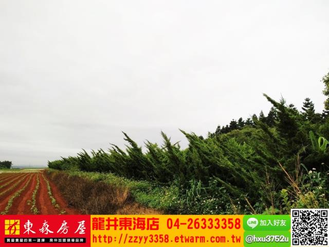 台中沙鹿山坡地-3
