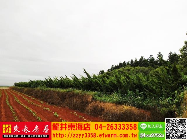 台中沙鹿山坡地-4