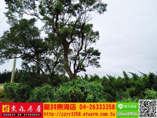 台中沙鹿山坡地-6