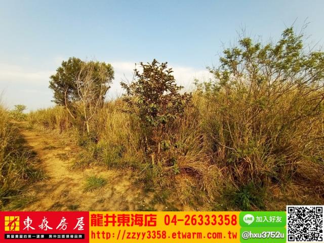 龍井旱-3